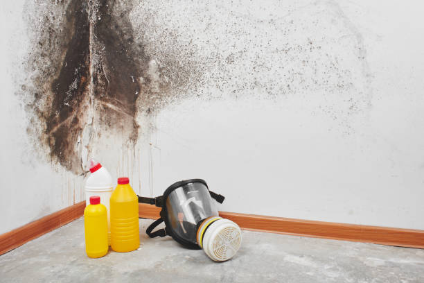 Best Home Mold Removal  in Port Morris, NJ