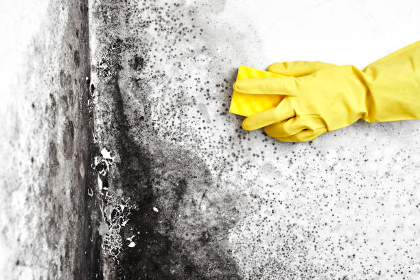 Best Local Mold Removal Service  in Port Morris, NJ