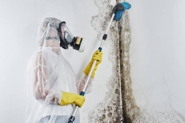 Professional Mold Removal in Port Morris, NJ