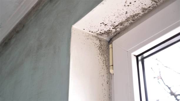 Best Mold Testing  in Port Morris, NJ