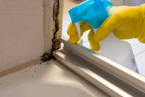 Best Best Mold Removal Companies  in Port Morris, NJ