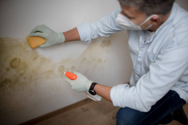 Best Attic Mold Removal  in Port Morris, NJ