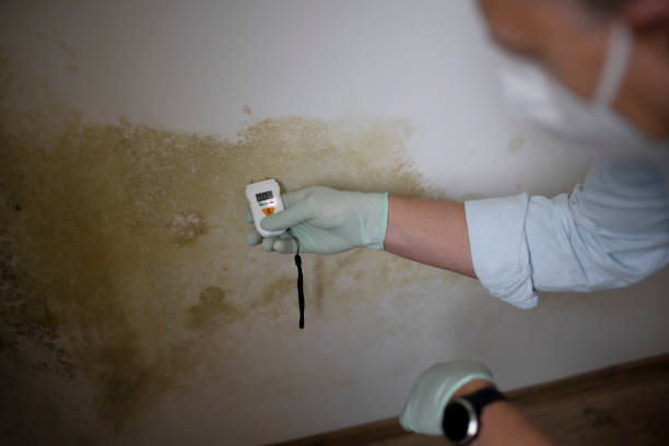 Best Black Mold Removal  in Port Morris, NJ