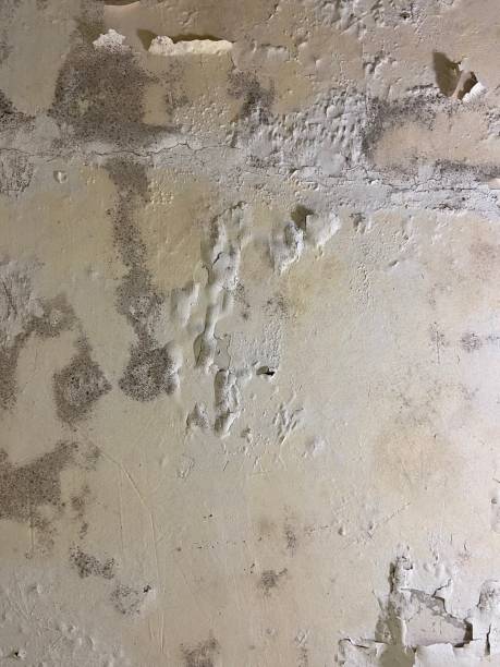 Best Fast Mold Removal  in Port Morris, NJ