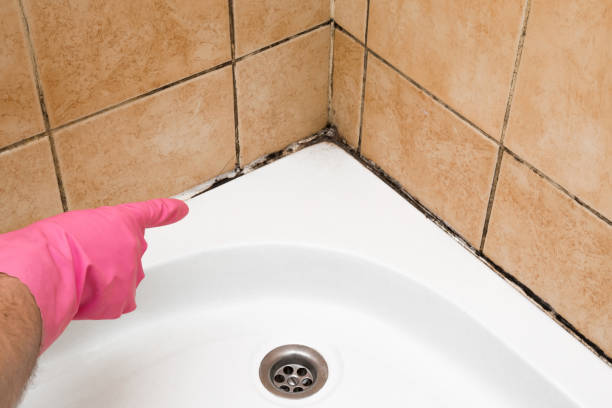 Best Affordable Mold Removal  in Port Morris, NJ